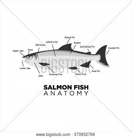 Salmon Fish Vector Anatomy For Education. Print Art Or Sticker Animal Diagram Inspiration