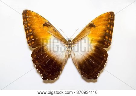 Beautiful Large Bright Butterfly Morpho Hecuba Yellow-brown Isolated On A White Background. The Idea