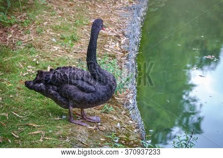 A Black Swan With A Red Beak Stands On The Bank Of A Pond. Cygnus Atratus