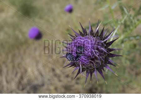 Four Oxythyrea Noemi Beetles Feeding On Nectar Of The Pink Thorny Flower Of The Artichoke Cotton-thi