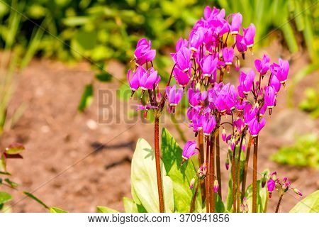 A Rare Perennial Flower Kandyk Siberian, Listed In The Red Book Of Russia.