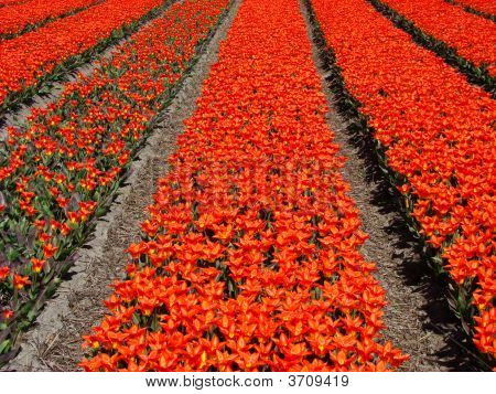 Hollandalı alan