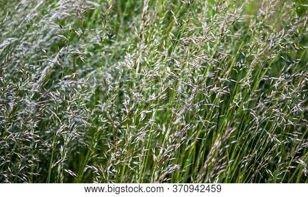 Flower Of White Sweet Grass Hierochloe Odorata For Good Background Idea.