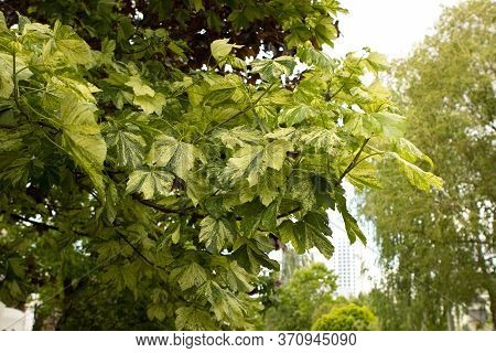 Acer pseudoplatanus, sycamore maple. Large green, two-tone leaves of white maple fluttering in the wind in a park.