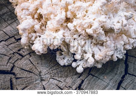 Close Up Of Hericium Erinaceus Or Lions Mane Mushroom. Medical Mushroom Concept