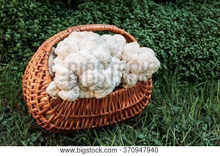 Close Up Of Hericium Erinaceus Or Lions Mane Mushroom In The Wooden Basket. Medical Mushroom Concept