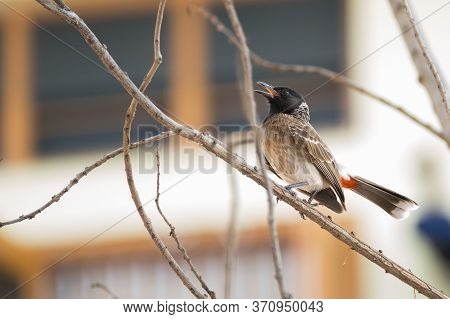 Red Vented Bulbul (pycnonotus Cafer) Climbing Up A Twig