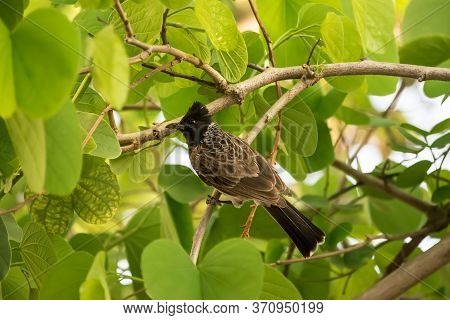 Red Vented Bulbul (pycnonotus Cafer) Perching On A Tree With Bright Green Leaves