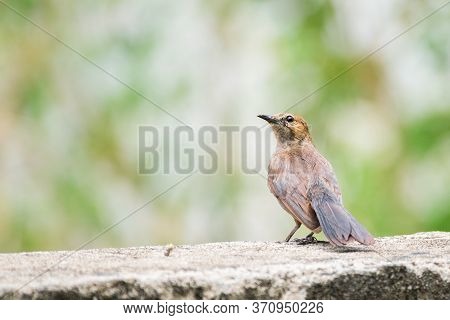 Brown Rock Chat (oenanthe Fusca) Perching On A Wall