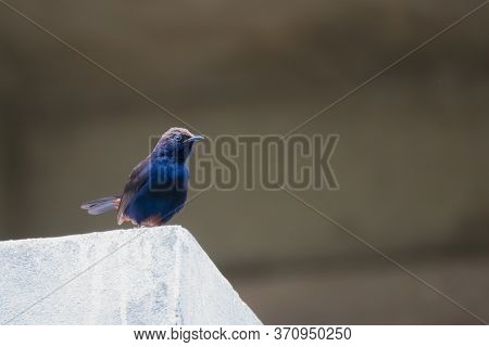Indian Robin (copsychus Fulicatus) Perching On A Wall