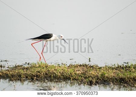 Black Winged Stilt (himantopus Himantopus) Walking Around A Lake Trying To Find Food