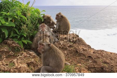 Group Of Five Macaques Grooming On The Cliffs At Uluwatu Temple, Bali, Indonesia