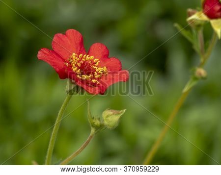 Closeup Of A Pretty Orange Flower And Bud Of Geum Chiloense Feuerball In A Garden