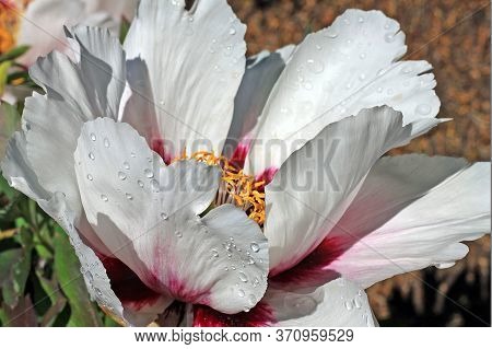 Paeonia Rockii Is Cultivated As An Ornamental Plant In Asia And The West.  It Is Used As An Herbal R