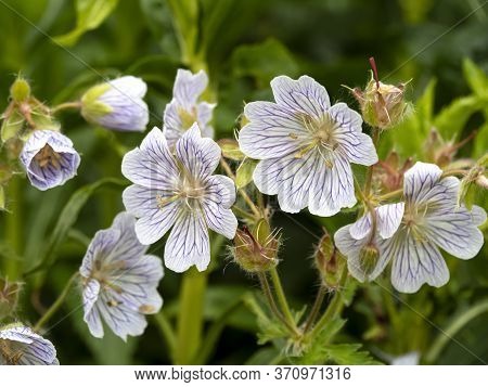 Closeup Of Beautiful White Geranium Ibericum Flowers, Variety White Zigana, In A Garden
