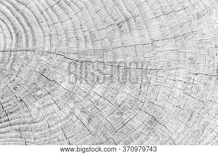 Close - Up Old Tree Stump Texture And Background