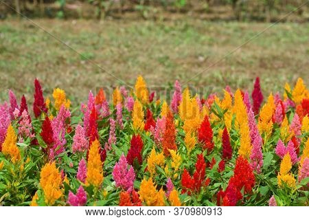 Colorful Blooming Cocks Comb, Foxtail Amaranth, Celosia Plumosa Or Celosia Argentea With Copy Space 
