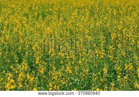 Farm Sunn Hemp Flowers, Indian Hemp Flower Field, Madras Hemp Or Crotalaria Juncea Is A Tropical Asi