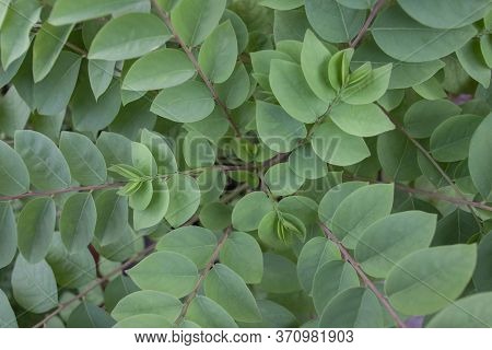 Top View Of Star Gooseberry Or Phyllanthus Acidus Tree For Background.