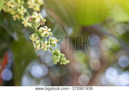 Inflorescence Of Santol Or Sentul Fruit (sandoricum Koetjape) Bloom On Tree With Sunlight On Blur Na