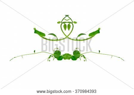 Floral Desaign. Twisted Jungle Vines Liana Plant With Heart Shaped Green Leaves Isolated On White Ba