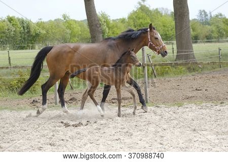 Little Brown Foal, Trosts Next To The Mother, One Week Old, During The Day With A Countryside Landsc