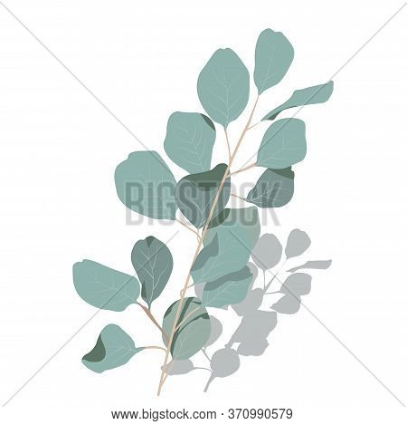 Vector Stock Illustration Of Eucalyptus Leaves. Delicate Tropical Leaves For The Bride's Bouquet. A 