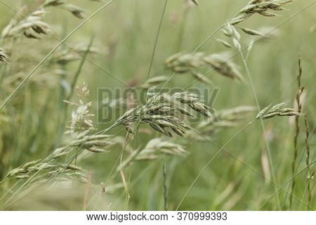 Nature Background With Wildgrass Under Sunlight. Selective Focus. Plant Background.