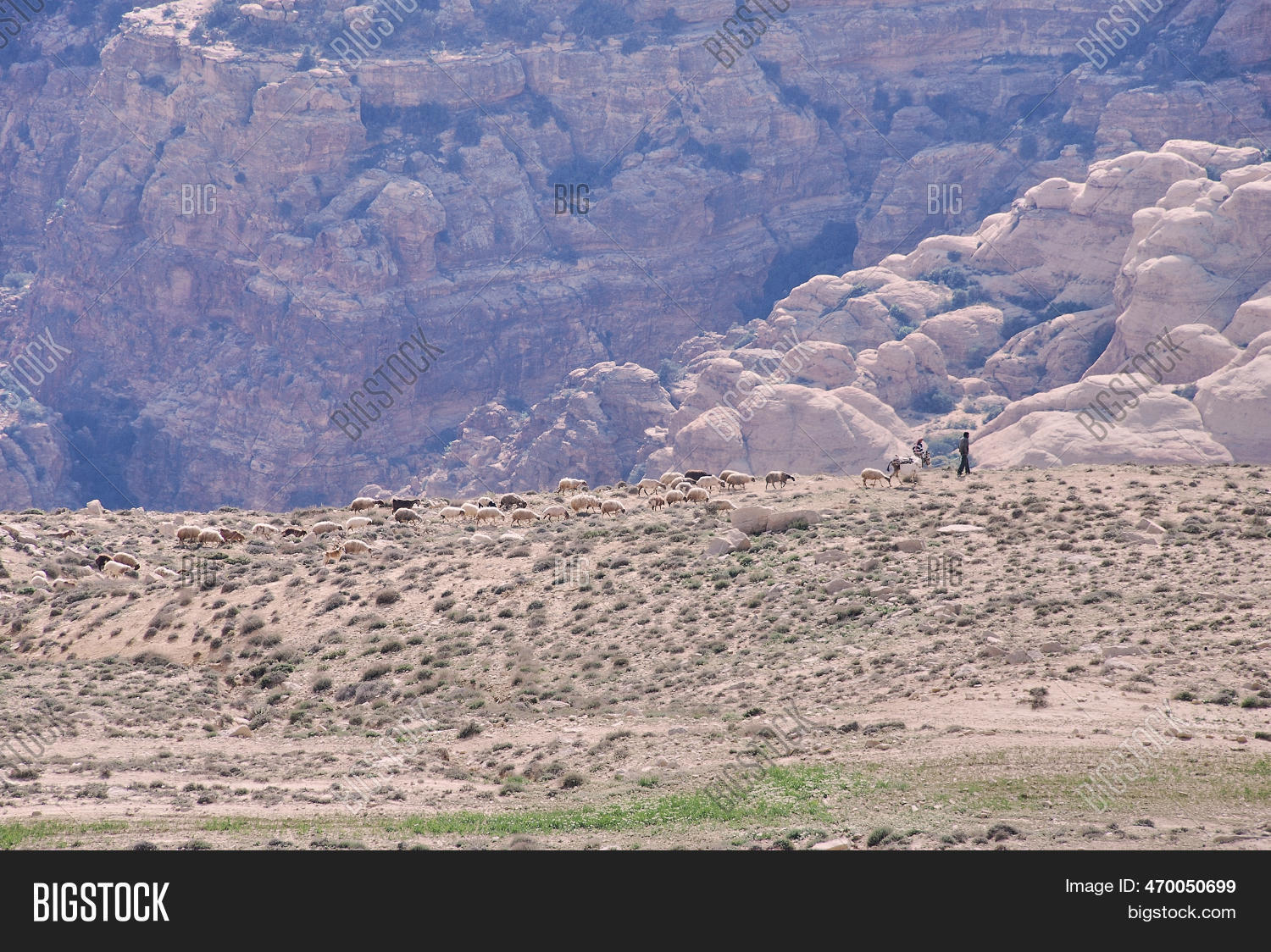 Shepherd Herding Sheep Image & Photo (Free Trial) | Bigstock