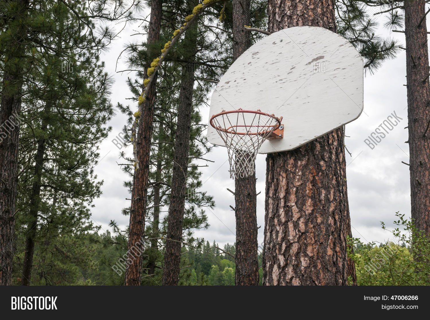 Pine Tree Basketball Image & Photo (Free Trial) Bigstock