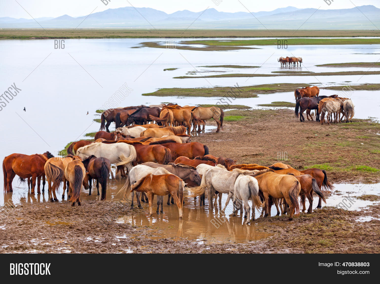 Herd Mongolian Horses Image & Photo (Free Trial) | Bigstock