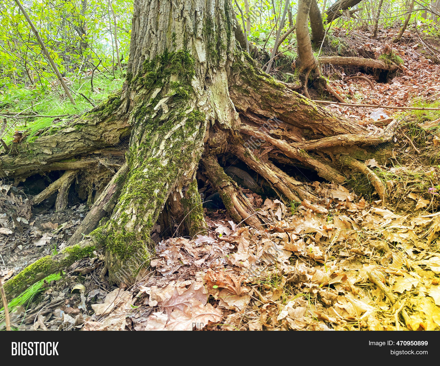 Tree Roots Sunshine Image & Photo (Free Trial) | Bigstock