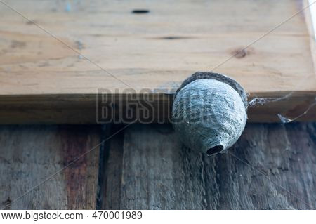Vespiary Hung On The Timber. Wasp Tree Near The Wall Of A Wooden Building.a Large Wasp Nest Is Attac