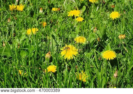 Gardening For Bees. Help Bees By Not Mowing Dandelions. Along With Dandelions, It's Essential To Inc