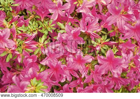 Blooming Azalea Flowering Shrub With Pink Petals Flower Background