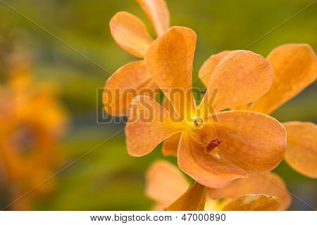 Solimar arancione orchidee Close Up