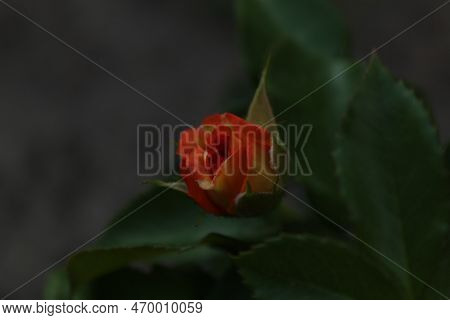 An Orange Rosebud Against A Background Of Green Leaves In Close-up With Space For Copyspace Text. Gr