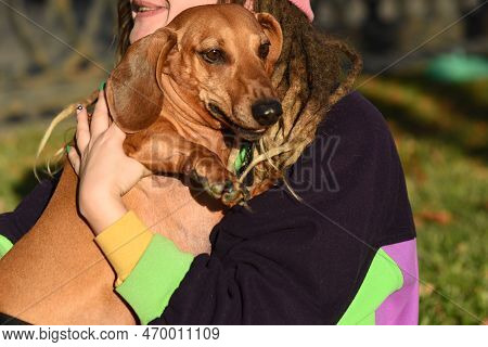 Smooth-haired, Red-haired Dachshund In The Arms Of His Unrecognizable Owner\'s Girlfriend, Who Is Cu