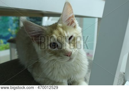 A Large Red Cat Of The Meikun Breed With A Sick Bruised Eye. Sick Animals Eye Treatment Pets