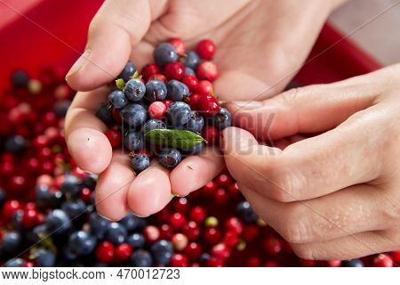 Fresh Wild Blueberries And Lingonberries Are Sorted In Handful And Cleared Of Forest Debris.