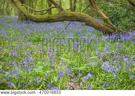 Common Bluebell Flowers, English Or Native Bluebell (hyacinthoides Non-scripta) In Woodland, England