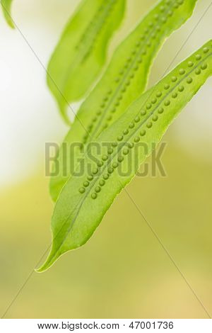 Close-up van varens sporen