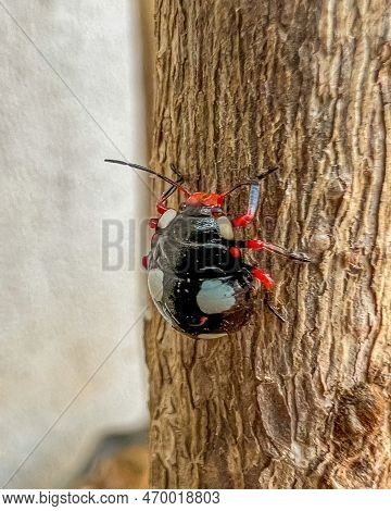 Ladybug Climbing Trees Macro Photography Close Up