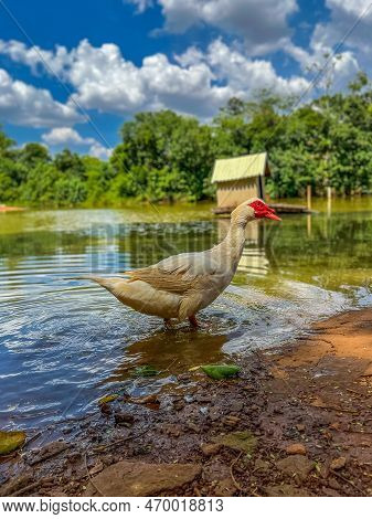 Domesticated Goose Water Bird With Beautiful Plumage