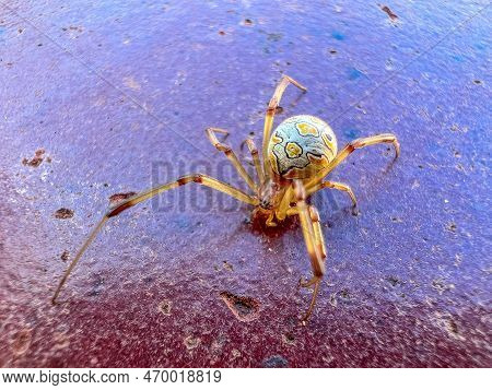 Brown Widow Spider Poison Macro Photography Close Up