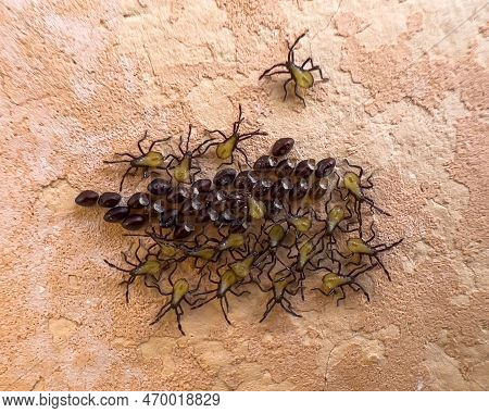 Small Insects Hatching From Their Newborn Eggs Close-up Macro Photography