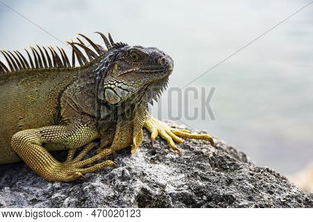Iguana, American Iguana Is A Lizard Reptile In The Iguana In The Iguana Family. And In The Subfamily