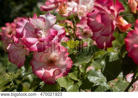 Beautiful Wild Rose Flowers. Plants With A Delicate Perfume.