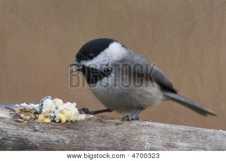 Carolina Chickadee