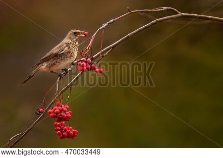 The Fieldfare - Turdus Pilaris Is A Member Of The Thrush Family Turdidae